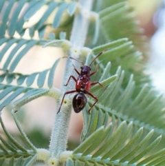 Rhyparochromidae (family) (Seed bug) at Molonglo Valley, ACT - 25 Dec 2022 by CathB