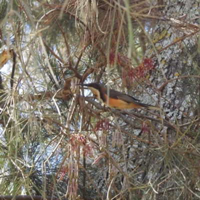 Acanthorhynchus tenuirostris (Eastern Spinebill) at Lions Youth Haven - Westwood Farm - 27 Dec 2022 by HelenCross