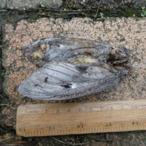 Lepidoptera unclassified ADULT moth at Charleys Forest, NSW - 2 Feb 2022