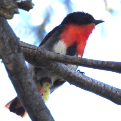 Dicaeum hirundinaceum (Mistletoebird) at Paddys River, ACT - 27 Dec 2022 by HelenCross