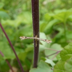 Sinpunctiptilia emissalis at Charleys Forest, NSW - 20 Oct 2022