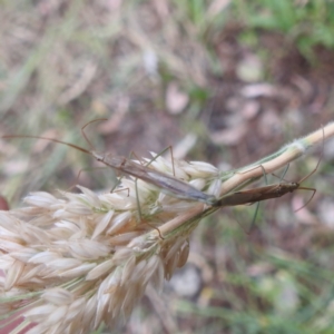 Mutusca brevicornis at Kambah, ACT - 26 Dec 2022