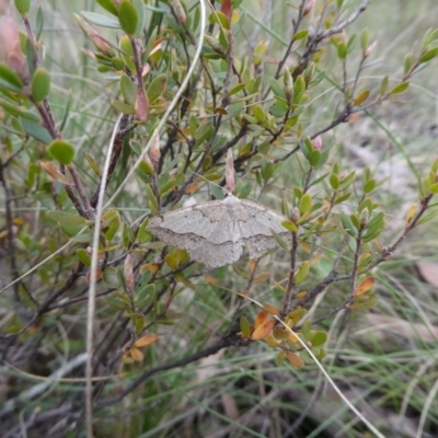 Taxeotis intextata (Looper Moth, Grey Taxeotis) at Charleys Forest, NSW - 10 Oct 2022 by arjay