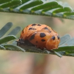 Epilachna sumbana (A Leaf-eating Ladybird) at Kambah, ACT - 26 Dec 2022 by HelenCross