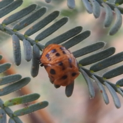 Epilachna sumbana at Kambah, ACT - 26 Dec 2022