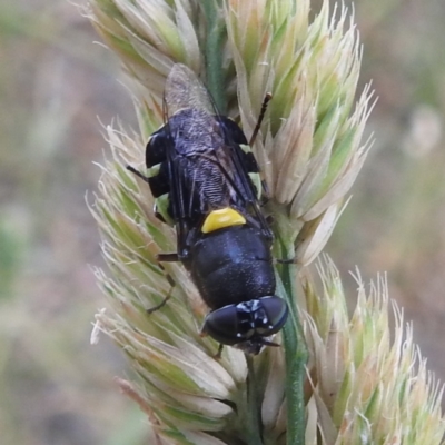 Odontomyia hunteri (Soldier fly) at Lions Youth Haven - Westwood Farm A.C.T. - 26 Dec 2022 by HelenCross