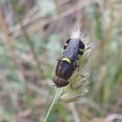 Odontomyia hunteri at Kambah, ACT - 26 Dec 2022 03:13 PM