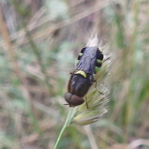 Odontomyia hunteri at Kambah, ACT - 26 Dec 2022 03:13 PM