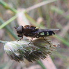 Odontomyia hunteri at Kambah, ACT - 26 Dec 2022 03:13 PM