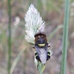 Odontomyia hunteri at Kambah, ACT - 26 Dec 2022