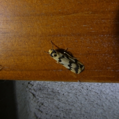 Tigrioides alterna (Alternating Footman) at Charleys Forest, NSW - 28 Mar 2022 by arjay