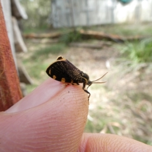 Cebysa leucotelus at Charleys Forest, NSW - 13 Mar 2022