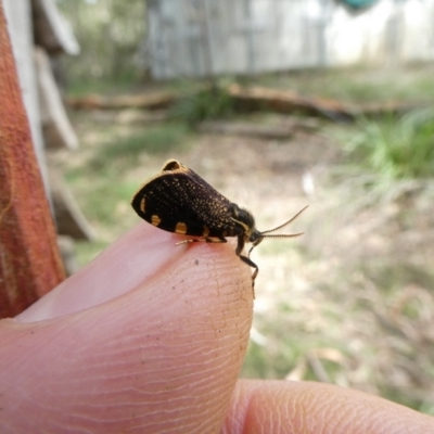 Cebysa leucotelus (Australian Bagmoth) at Mongarlowe River - 13 Mar 2022 by arjay