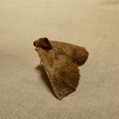 Mnesampela privata (Autumn Gum Moth) at Mongarlowe River - 28 Feb 2022 by arjay