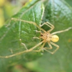 Cheiracanthium sp. (genus) (Unidentified Slender Sac Spider) at Molonglo Valley, ACT - 26 Dec 2022 by CathB