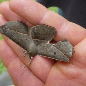 Phallaria ophiusaria at Charleys Forest, NSW - suppressed