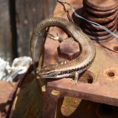 Eulamprus heatwolei (Yellow-bellied Water Skink) at Mongarlowe River - 6 Oct 2016 by arjay