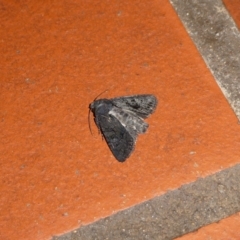 Pataeta carbo (Dark Euteliid) at Charleys Forest, NSW - 30 Jan 2022 by arjay