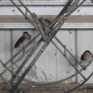 Hirundo neoxena at Kambah, ACT - suppressed