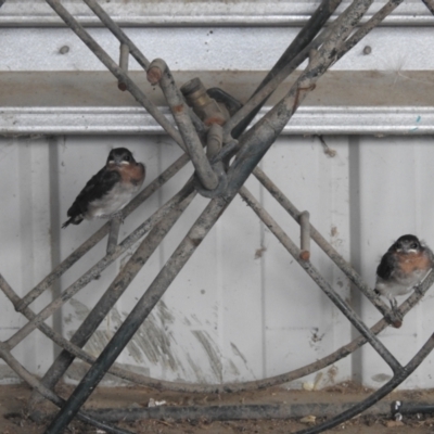 Hirundo neoxena (Welcome Swallow) at Kambah, ACT - 26 Dec 2022 by HelenCross
