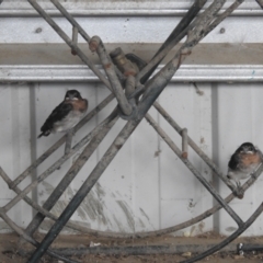 Hirundo neoxena (Welcome Swallow) at Lions Youth Haven - Westwood Farm - 26 Dec 2022 by HelenCross