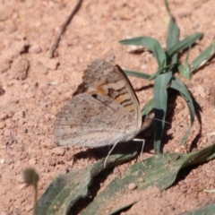 Junonia villida (Meadow Argus) at Red Hill Nature Reserve - 27 Dec 2022 by LisaH