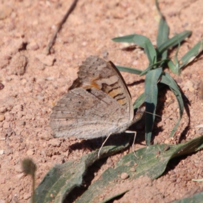 Junonia villida (Meadow Argus) at Red Hill Nature Reserve - 27 Dec 2022 by LisaH