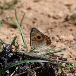 Junonia villida at Hughes, ACT - 27 Dec 2022 03:43 PM