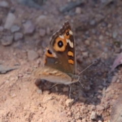 Junonia villida at Hughes, ACT - 27 Dec 2022 03:43 PM