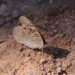 Junonia villida at Hughes, ACT - 27 Dec 2022