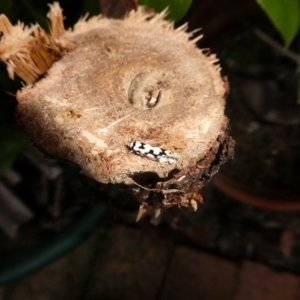 Lichenaula calligrapha at Charleys Forest, NSW - suppressed