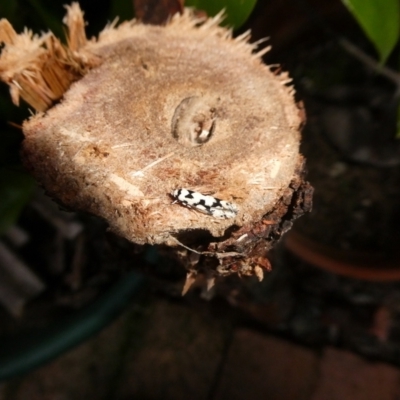 Lichenaula calligrapha (A curved-horn moth) at Charleys Forest, NSW - 24 Jan 2022 by arjay