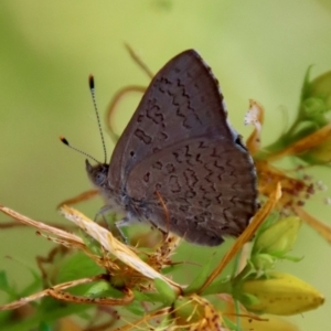 Paralucia pyrodiscus at Deakin, ACT - 27 Dec 2022