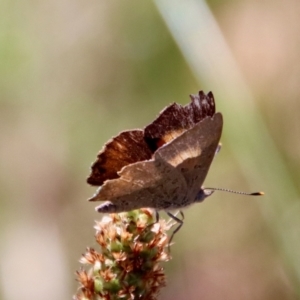 Paralucia pyrodiscus at Deakin, ACT - suppressed