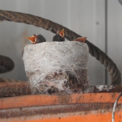 Rhipidura leucophrys (Willie Wagtail) at Lions Youth Haven - Westwood Farm A.C.T. - 26 Dec 2022 by HelenCross