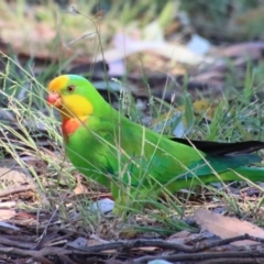 Polytelis swainsonii (Superb Parrot) at Hughes Grassy Woodland - 27 Dec 2022 by LisaH