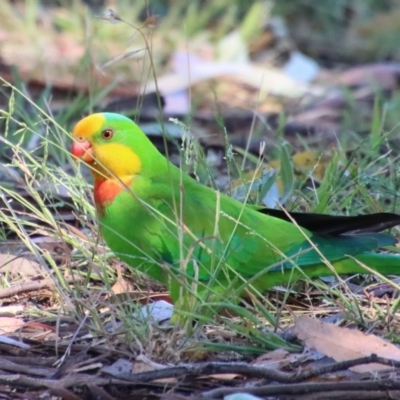 Polytelis swainsonii (Superb Parrot) at Hughes, ACT - 27 Dec 2022 by LisaH