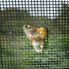 Nataxa flavescens (Nataxa Moth) at Charleys Forest, NSW - 9 Jan 2022 by arjay