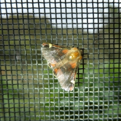 Nataxa flavescens (Nataxa Moth) at Charleys Forest, NSW - 9 Jan 2022 by arjay