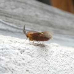 Nataxa flavescens at Charleys Forest, NSW - 9 Jan 2022