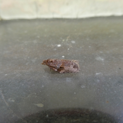 Epiphyas ashworthana (Ashworth's Tortrix) at Charleys Forest, NSW - 12 Jan 2022 by arjay