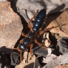 Diamma bicolor (Blue ant, Bluebottle ant) at Cotter River, ACT - 26 Dec 2022 by patrickcox