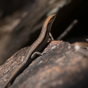 Lampropholis guichenoti at Cotter River, ACT - 27 Dec 2022 09:30 AM