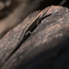 Lampropholis guichenoti at Cotter River, ACT - 27 Dec 2022