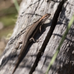 Lampropholis guichenoti at Cotter River, ACT - 27 Dec 2022