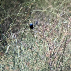 Malurus assimilis (Purple-backed Fairywren) at Kerang, VIC - 23 Dec 2022 by Darcy