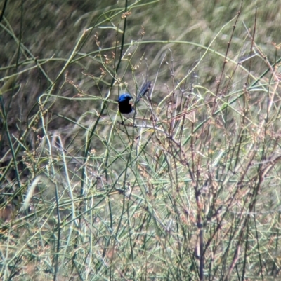 Malurus assimilis (Purple-backed Fairywren) at Kerang, VIC - 23 Dec 2022 by Darcy