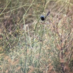 Malurus assimilis at Kerang, VIC - 23 Dec 2022 01:39 PM