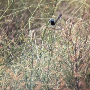 Malurus assimilis at Kerang, VIC - 23 Dec 2022 01:39 PM