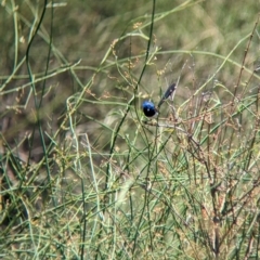 Malurus assimilis at Kerang, VIC - 23 Dec 2022 01:39 PM